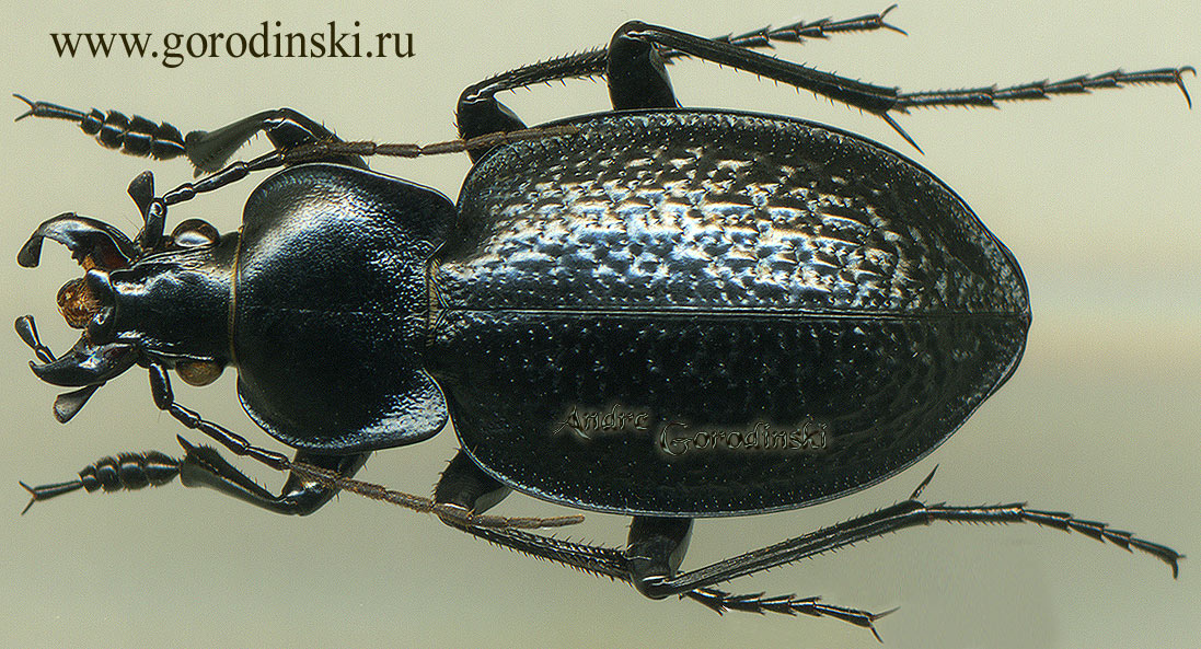 http://www.gorodinski.ru/carabus/Eurycarabus famini fezzanus.jpg